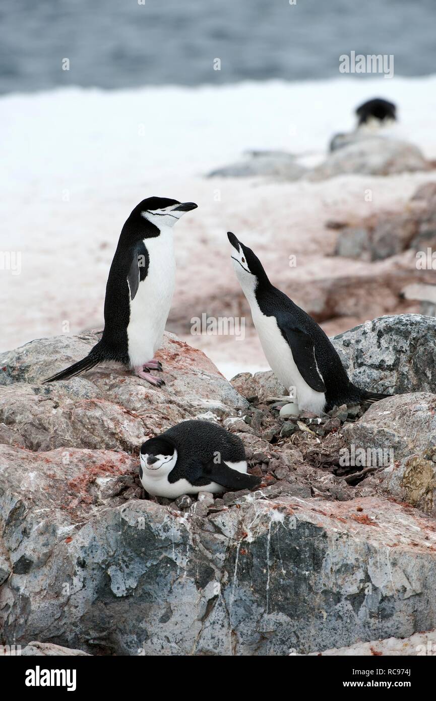 Chinstrap penguin breeding and nesting hi-res stock photography and ...