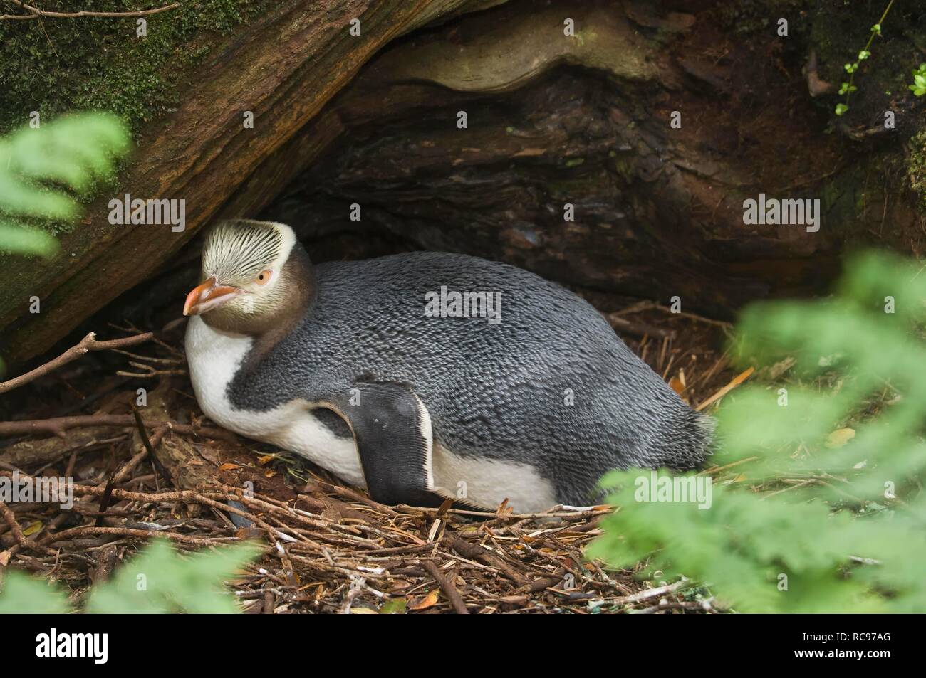Yellow-eyed penguin (Megadyptes antipodes) nesting under roots in the rata forest, Enderby Island in the Auckland Islands Stock Photo