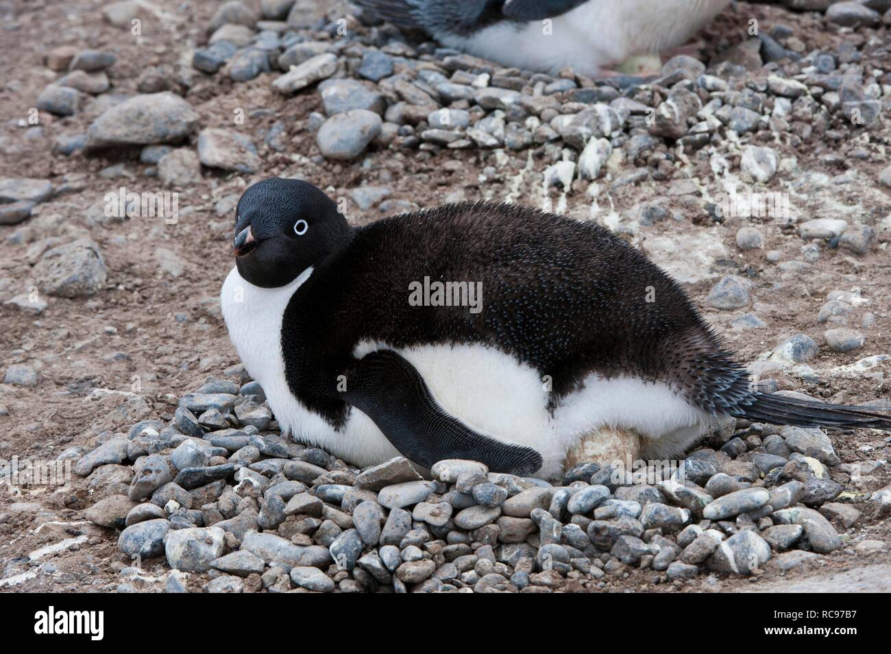 Nesting Adelie penguin (Pygoscelis adeliae), Brown Bluff, Antarctic ...