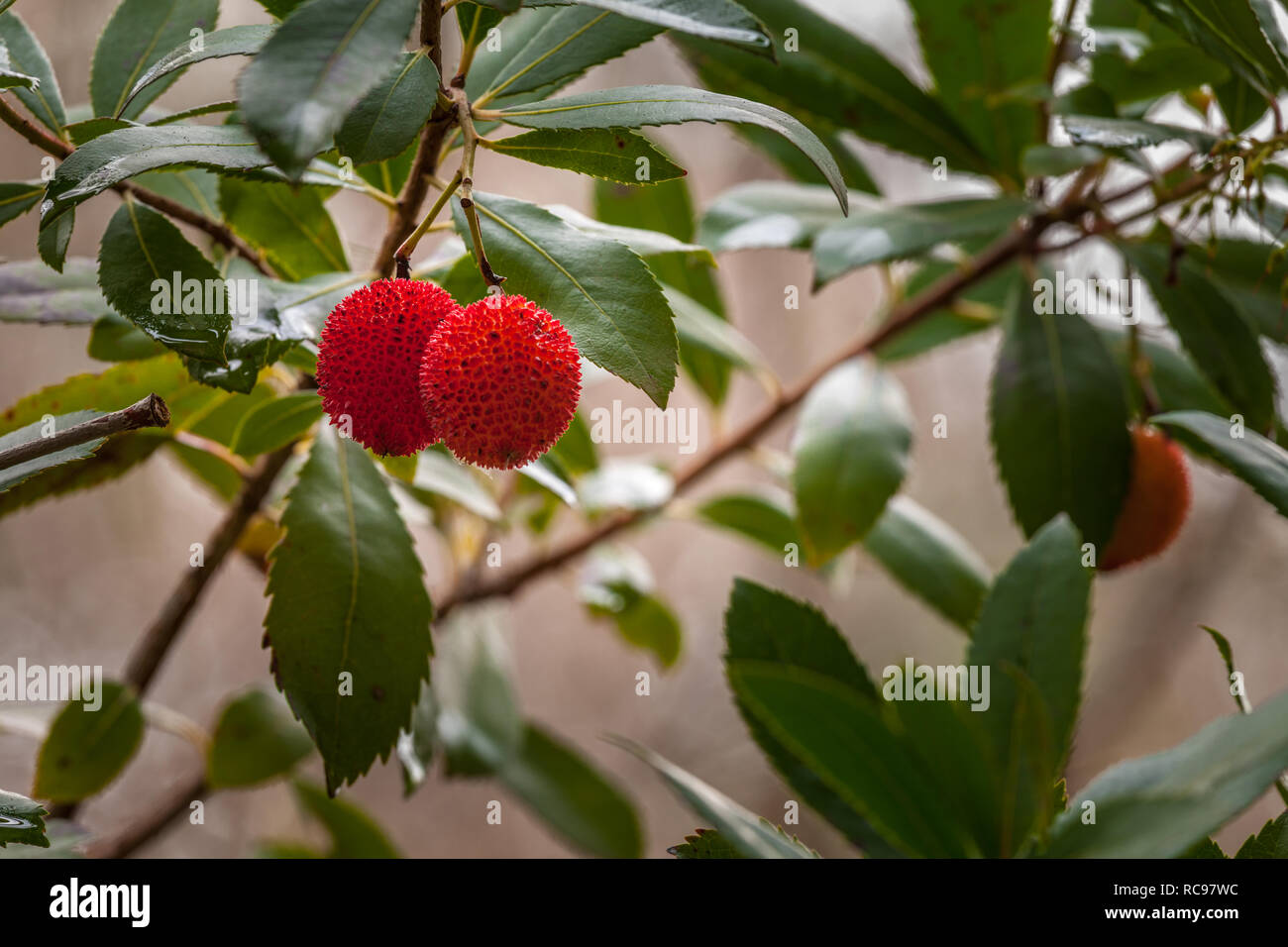 red drupe, sometimes called arbutus-berry, with a rough surface Stock Photo