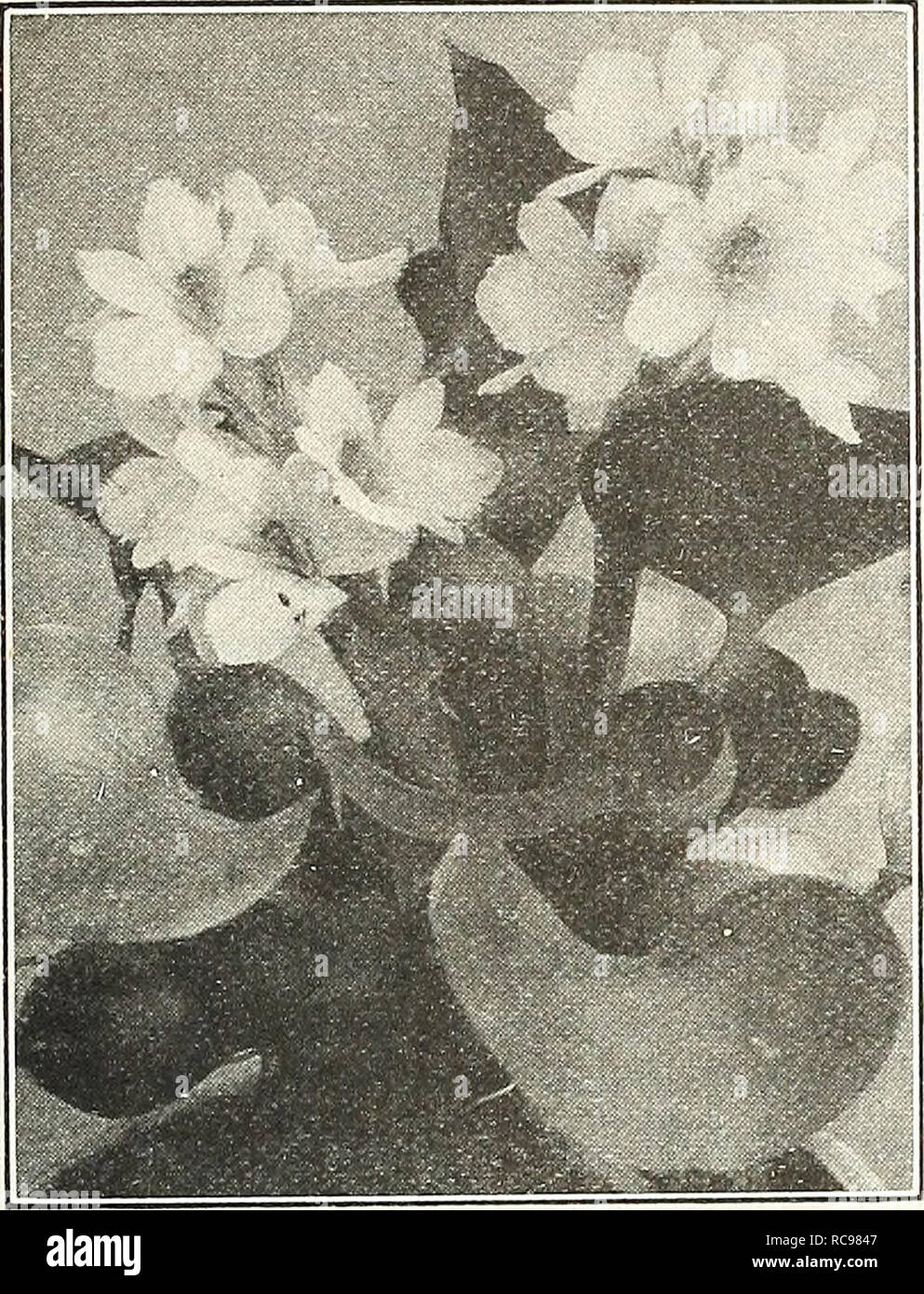 . Dreer's garden book 1924. Seeds Catalogs; Nursery stock Catalogs; Gardening Equipment and supplies Catalogs; Flowers Seeds Catalogs; Vegetables Seeds Catalogs; Fruit Seeds Catalogs. pfJAMll MffERLILIES^ AQUATICS A 209 SCELLANEOUS AQUATICS. EiCHHORNiA (Water Hyacinth) For marginal and shallow water planting. Acorus Japonicus Variegatus (Variegated Sweet Flag). 25 cts. each. Cyperus Alternifolius {Umbrella Planl). 25 cts. each; $2.50 per doz. Cyperus Papyrus (Papyrus Ajitiqiiorum). The true Egyptian Paper Plant. 50 cts. each; specimen plants in 11 in. tubs, $2.50 each. Eichhornia Azurea. Flowe Stock Photo
