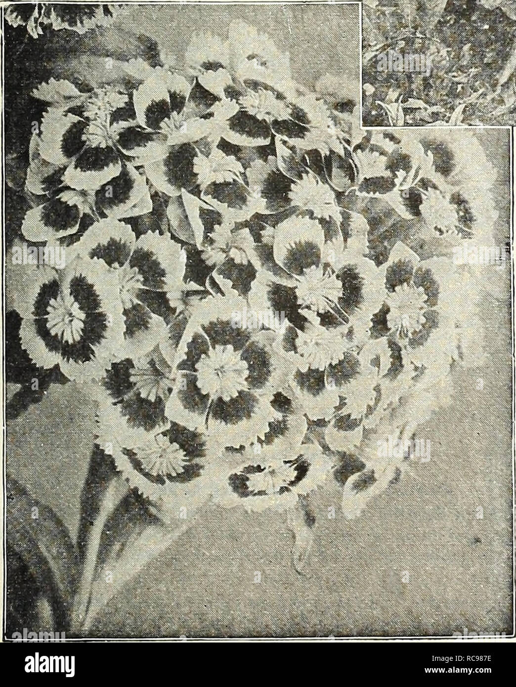 . Dreer's garden book 1924. Seeds Catalogs; Nursery stock Catalogs; Gardening Equipment and supplies Catalogs; Flowers Seeds Catalogs; Vegetables Seeds Catalogs; Fruit Seeds Catalogs. /flEHiyAJREEPu^ HARDY PERENNIAL PIANTS &gt;HiLaiEiiPmik 195 SISYRINCHIUM (Satin Lily or Blue-eyed Grass) Bermudianum. A pretty early spring and fall-flowering plant with blue flowers and grass-like foliage. 25 cts. each; $2.50 per doz. STACHYS (Woundwort) Betonica Grandiflora (Betony). Large flowers of purplish-rose; June and July; 15 inches. 25 cts. each; $2.50 per doz. STAT ICE (Great Sea Lavender) Latifolia.  Stock Photo
