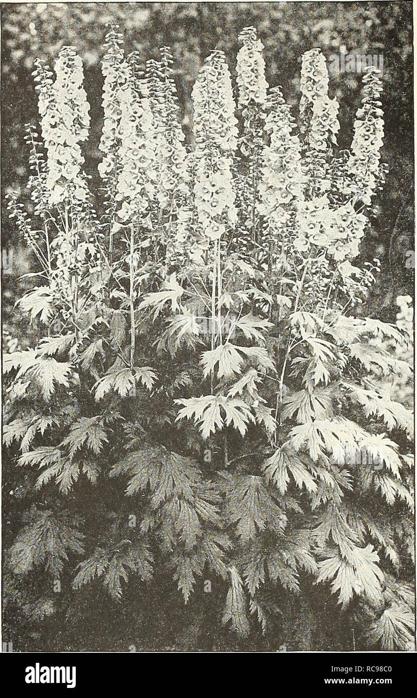 . Dreer's garden book 1924. Seeds Catalogs; Nursery stock Catalogs; Gardening Equipment and supplies Catalogs; Flowers Seeds Catalogs; Vegetables Seeds Catalogs; Fruit Seeds Catalogs. Dreer's Gold Medal Hybrid Delphinium Digitalis or Foxglove DIANTHUS (Pinks) Deltoides {Maiden Pink). A charming creeping variety, with medium-sized pink flowers in June and July; especially suited for the rock garden. — Alba. A pretty white-flowered form. Latifolius atrococcineus Fl. PI. {Ever-blooming Hybrid Sweet William). A beauti- ful summer bedding variety, producing masses of brilliant fiery crimson double  Stock Photo