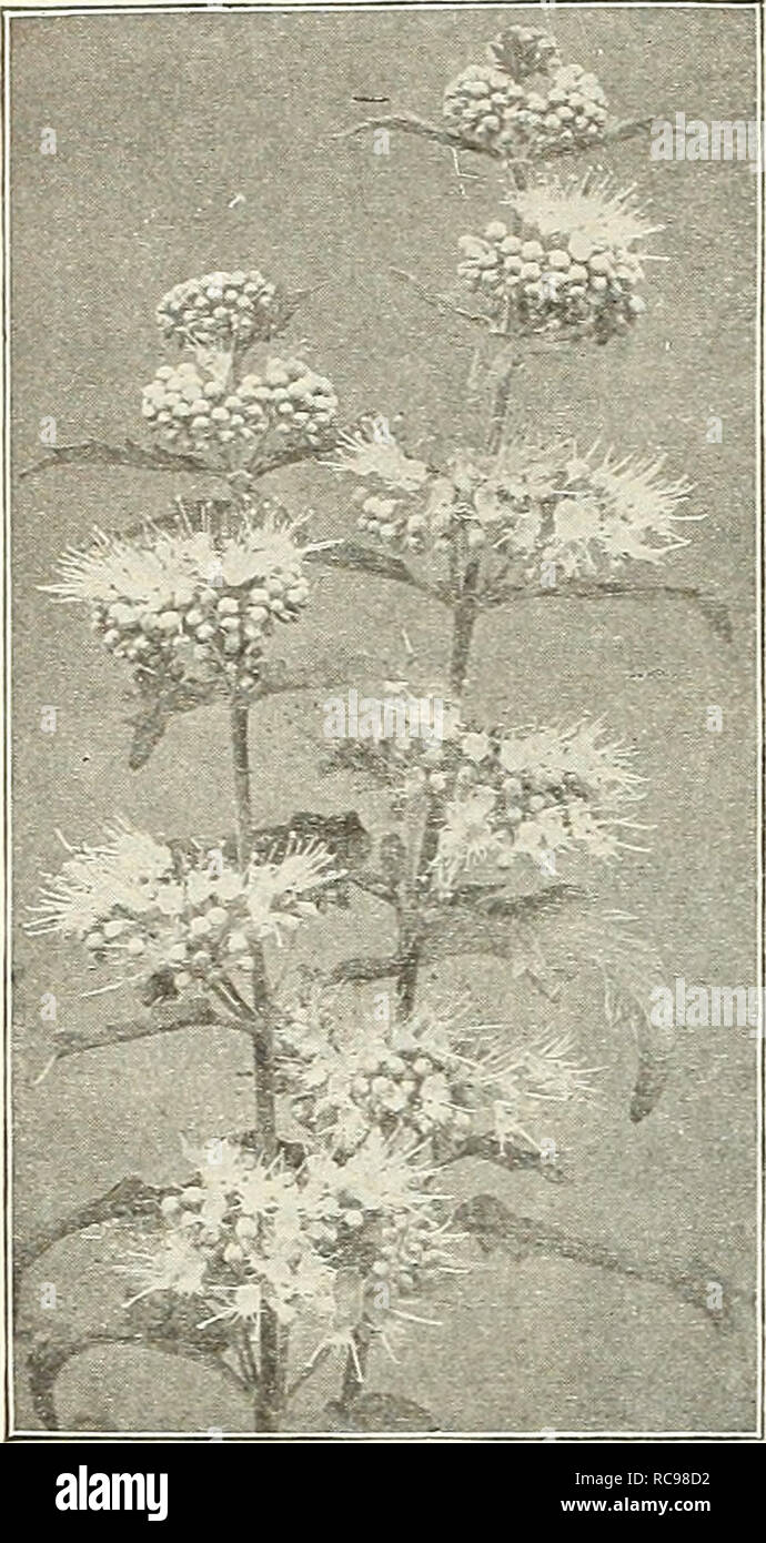 . Dreer's garden book 1924. Seeds Catalogs; Nursery stock Catalogs; Gardening Equipment and supplies Catalogs; Flowers Seeds Catalogs; Vegetables Seeds Catalogs; Fruit Seeds Catalogs. 174 pj^A-Bim^ HARDy PERENNIAL PIANTS &gt;HiLa}EiiPm%. Caryopteris Mastacanthus CALLIRHOE iPoppy Mallow) Involucrata. An elegant trailing plant, with finely divided foliage and large saucer-shaped flowers of bright, rosy- crimson, with white centres, which are produced all summer and fall. 25 cts. each; S2.50 per doz.; $18.00 per 100. CALTHA (Marsh Marigold) Palustris. Effective hardy perennials, of much value in Stock Photo