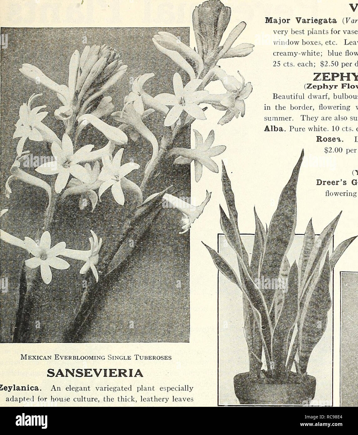. Dreer's garden book 1924. Seeds Catalogs; Nursery stock Catalogs; Gardening Equipment and supplies Catalogs; Flowers Seeds Catalogs; Vegetables Seeds Catalogs; Fruit Seeds Catalogs. (flEHRXABREEPu^ QARDENsNi'GREEHHOUSE PLANTA ^HILBMiPlffllk 167. VINCA Major Variegata (Variegated Periwinkle). One of the very best plants for vases, and for trailing over the edges of window boxes, etc. Leaves glossy-green, broadly margined creamy-white; blue flowers. Strong plants in 4-inch pots, 25 cts. each; $2.50 per doz. ZEPHYRANTHES (Zephyr Flower or Fairy Lilies) Beautiful dwarf, bulbous plant, very effe Stock Photo