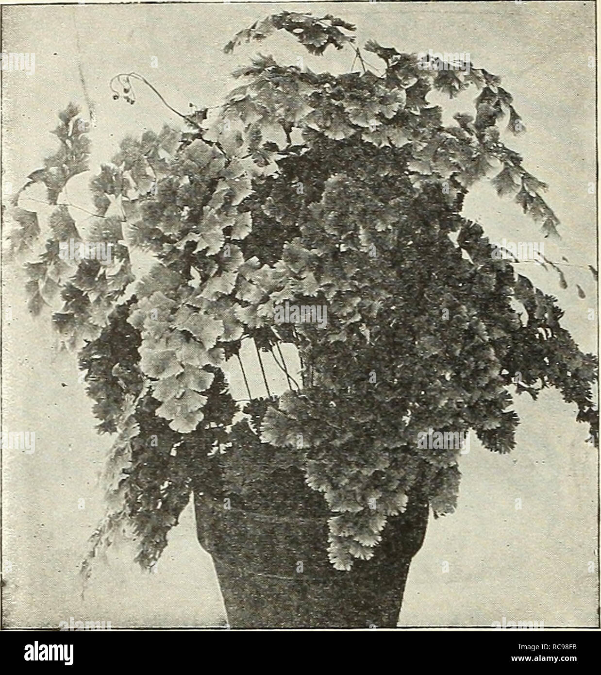 . Dreer's garden book 1924. Seeds Catalogs; Nursery stock Catalogs; Gardening Equipment and supplies Catalogs; Flowers Seeds Catalogs; Vegetables Seeds Catalogs; Fruit Seeds Catalogs. 162 JE^^« ,(]ARDENa«» GREENHOUSE PIANT&gt;S i^HIHBEliPHRlk. The Glory Fern (Adiantum Farleyense Gloriosa) Nephrolepis Elegantissima Com- pacta {Crested Boston Fern). A neatly crested form of the Boston Fern. 4-inch pots, 50 cts.; 6-inch pots, SI-50 each. Polypodium Mandaianum Seed- lings. Fronds wavy and undulated and of an attractiv-e glaucous-blue color; very hardy house plants. 4-inch pots, 75 cts. each. Pter Stock Photo
