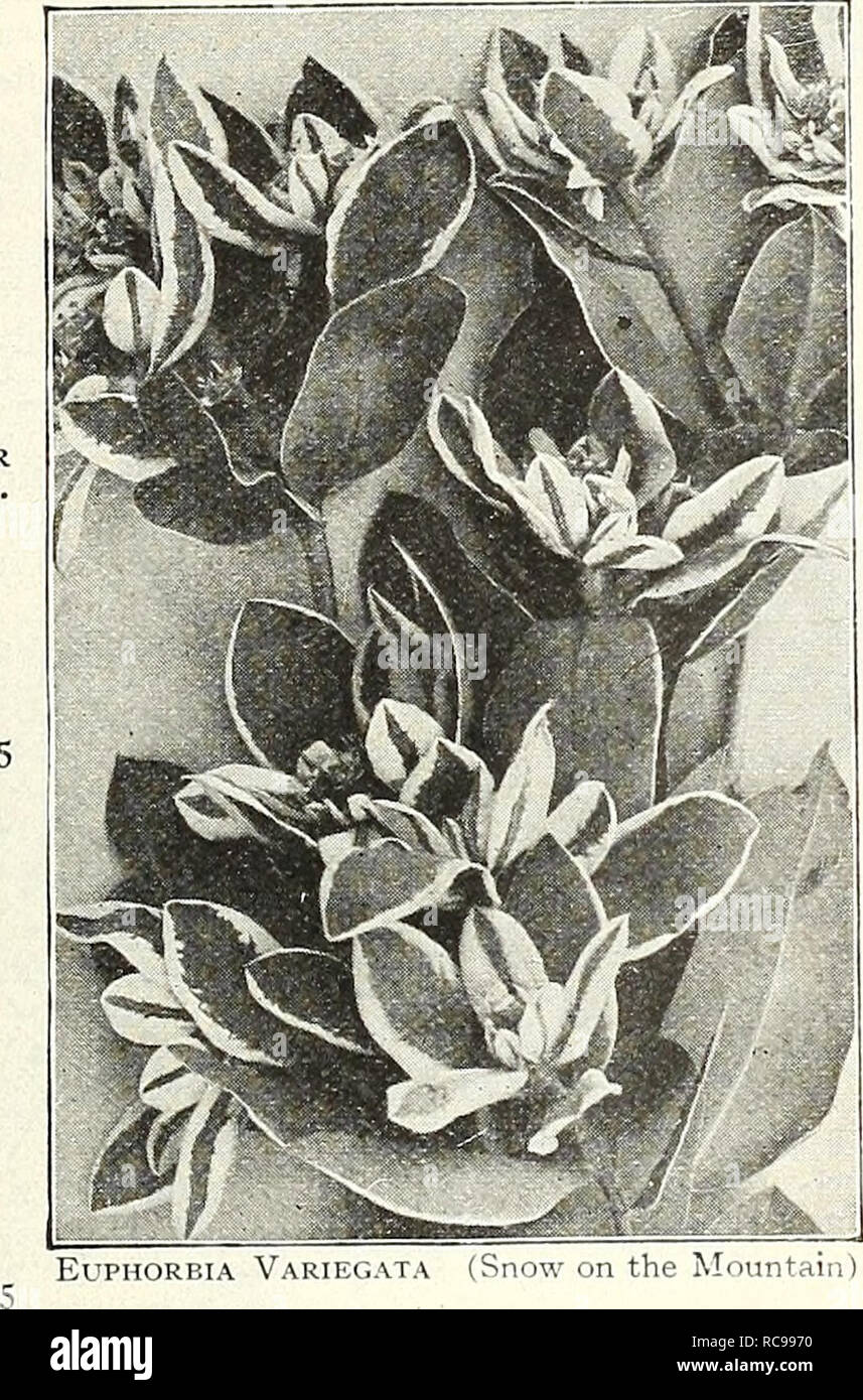 . Dreer's garden book 1924. Seeds Catalogs; Nursery stock Catalogs; Gardening Equipment and supplies Catalogs; Flowers Seeds Catalogs; Vegetables Seeds Catalogs; Fruit Seeds Catalogs. PER PKT. ESCHSI HOLTZl S OR CaLU'ORM^ POPPIES ECHINOCYSTIS (Wild Cucumber Vine) 2401 Lobata. One of the quick- est growing annual vines we know of; splendid for cover- ing trellises, old trees, fences, etc. Clean, bright green foli- age and sprays of white flow- ers in July and August. Per oz., 30 cts $0 05 ERYSIMUM (Fairy Wallflower) 2411 Perofskianum. A pretty annual, growing about 18 in- ches high, bearing th Stock Photo
