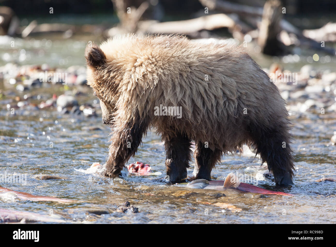 A brown wild cute bear cub fishing in Kuril lake. Kamchatka. Russia. Stock Photo