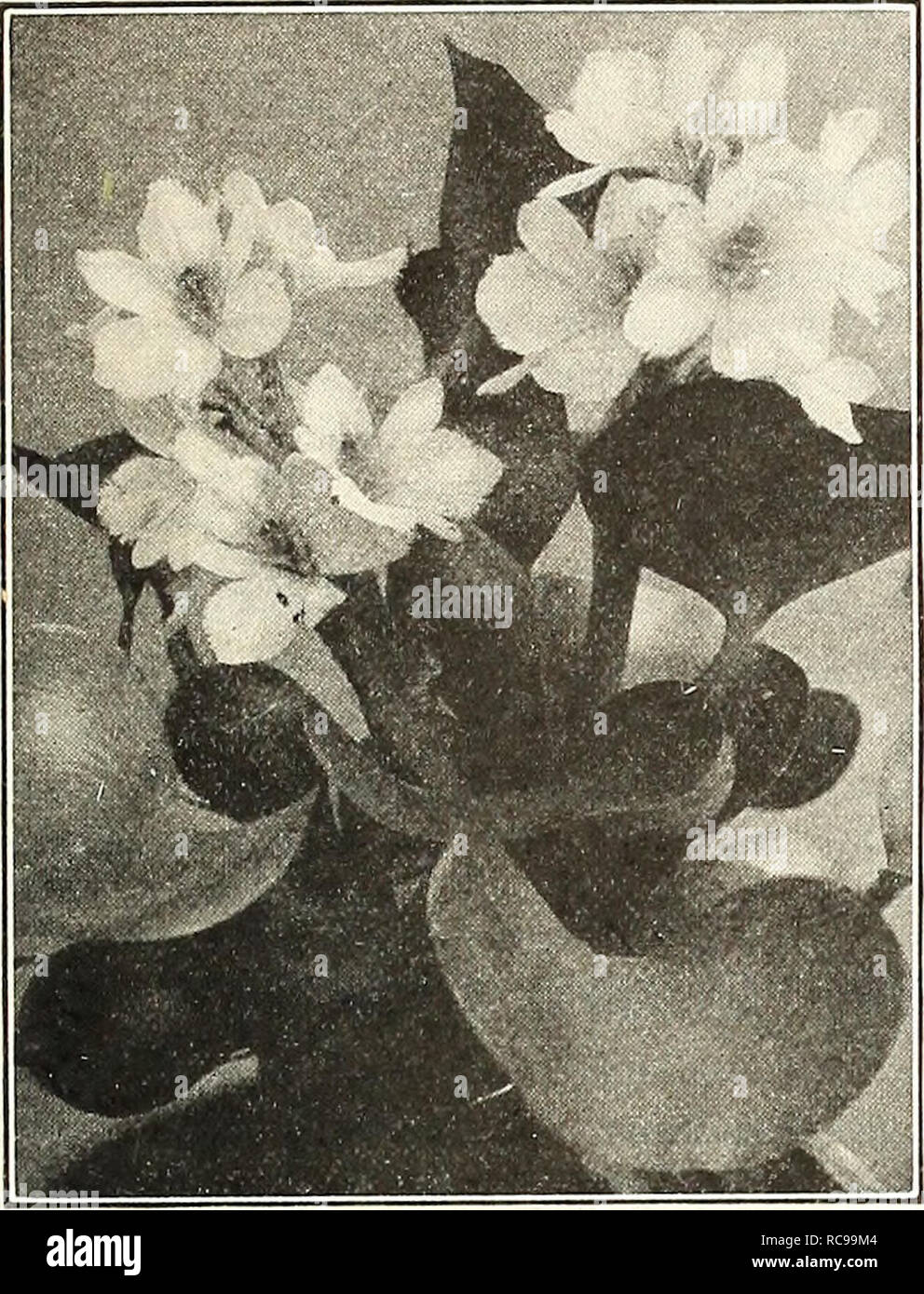 . Dreer's garden book 1923. Seeds Catalogs; Nursery stock Catalogs; Gardening Equipment and supplies Catalogs; Flowers Seeds Catalogs; Vegetables Seeds Catalogs; Fruit Seeds Catalogs. ^HEmyA-DlEU^ ^|^jSffiPHIMKEIiPM]k 2C9 MISCELLANEOUS AQUATICS. ElCHHORNiA (Water Hyacinth) For marginal and shallow water planting. Acorus Japonicus Variegatus (Variegated Sweet Flag). 25 cts. each. Cyperus Alternifolius (Umbrella Plant). 25 cts. each; $2.50 per doz. Cyperus Papyrus (Papyrus Antiquorum). The true Egyptian Paper Plant. 50 cts. each; specimen plants in 11 in. tubs, $2.50 each. Eichhornia Azurea. Fl Stock Photo