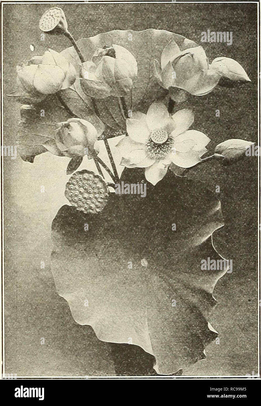 . Dreer's garden book 1923. Seeds Catalogs; Nursery stock Catalogs; Gardening Equipment and supplies Catalogs; Flowers Seeds Catalogs; Vegetables Seeds Catalogs; Fruit Seeds Catalogs. 208 /flEBRyA-BREEH^ ^^fHt^HlLBmiPHRlk HARDY NYMPHAEAS OR WATER LILIES space; A select list of the most suitable varieties for all Hardy Water garden purposes. Ready April 15th Blue Water Lily. All varieties of that color will be found under Day Blooming Tender Nymphaeas. Alba Candidissima. A very vigorous and desirable variety, requiring ample flowers large, pure white, SI.50 each. Gladstoniana. Flowers pure daz Stock Photo