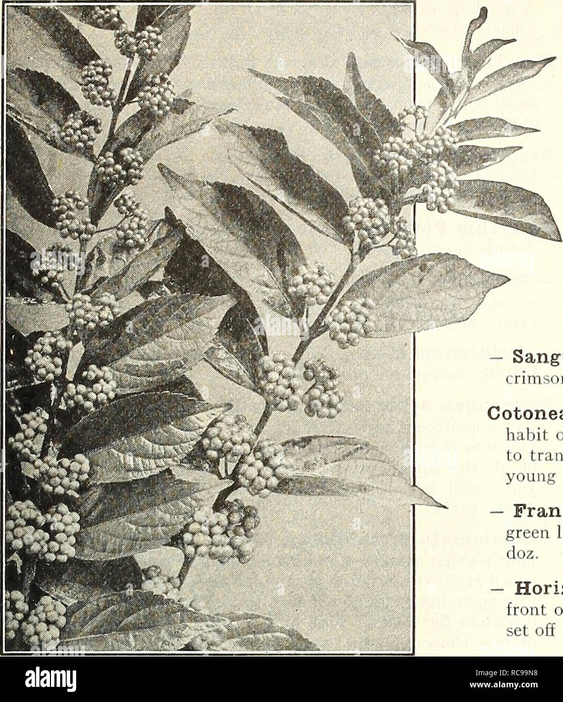 . Dreer's garden book 1923. Seeds Catalogs; Nursery stock Catalogs; Gardening Equipment and supplies Catalogs; Flowers Seeds Catalogs; Vegetables Seeds Catalogs; Fruit Seeds Catalogs. li CHQICE HARDY SHRUBS &gt;HILBeiPM]k ^ 199. Callicarpa Purpurea Corchorus or Kerria Japonica PI. PI. (Globe-flower). A particularly valuable shrub on account of its clean, graceful hal.iil of growth and its free and continuous flowering, producing its attractive double golden-yellow flowers continuously from June to October. 60 cts. each. Cornus Alba Sibirica (Siberian Dogwood). A strong growing variety, crimso Stock Photo