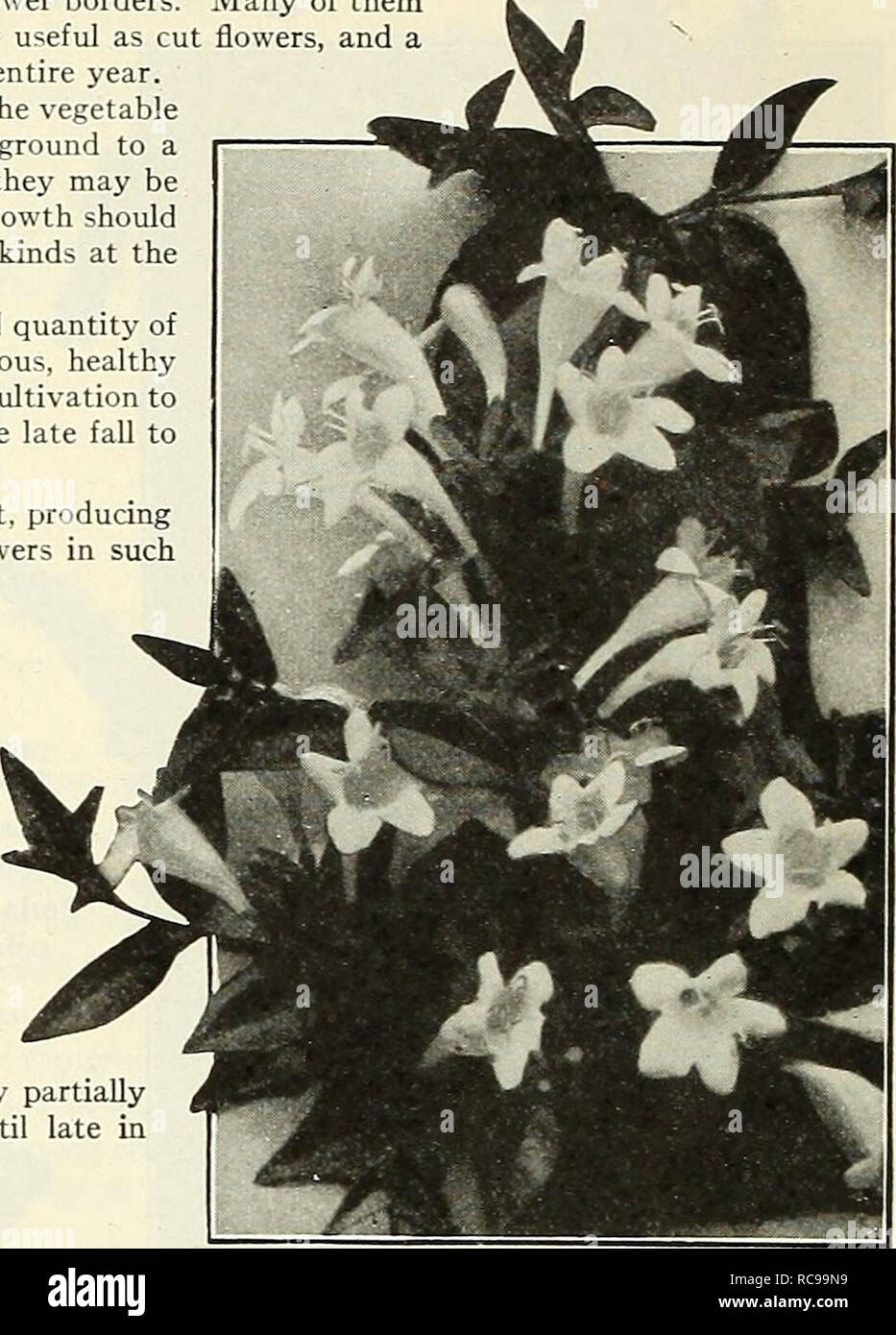 . Dreer's garden book 1923. Seeds Catalogs; Nursery stock Catalogs; Gardening Equipment and supplies Catalogs; Flowers Seeds Catalogs; Vegetables Seeds Catalogs; Fruit Seeds Catalogs. AlTIIE. W'lLLI.iM R. S.MITII Abelia Chinensis Grandiflora Aralia Spinosa (Hercules Club, Angelica Tree, or Devil's Walking-slick). A singular native tree-like Shrub, growing from 10 to IS feet high, with ver&gt;' prickly stems, pinnate leaves and immense panicles of white flowers in August, an odd tropical looking plant. Sl-OO each. Azalea Amoena. This little gem is practically evergreen, and in late spring the Stock Photo