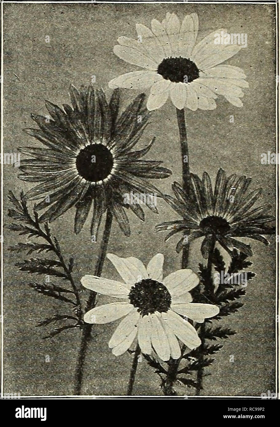 . Dreer's garden book 1923. Seeds Catalogs; Nursery stock Catalogs; Gardening Equipment and supplies Catalogs; Flowers Seeds Catalogs; Vegetables Seeds Catalogs; Fruit Seeds Catalogs. 192 /flEHPJ^AJimti^PijtimiliJfel^yik^^Hl^ POTENTILLA (Cinquifoii) Charming plants for the border, with brilHant single or double flowers that are produced in profusion from June to August; succeeds in any soil; 18 inches. Atrosanguinea. Rich crimson, single. Drap d'Or. Rich orange, double. Formosa. Single rosy-red. William RoUison. Mahogany suffused orange; double. 30 cts. each; S2.S0 per doz. Set of 4 for SI.00. Stock Photo