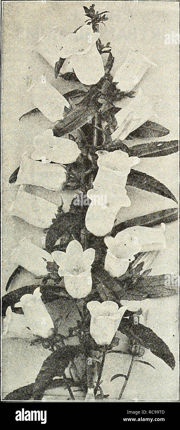 . Dreer's garden book 1923. Seeds Catalogs; Nursery stock Catalogs; Gardening Equipment and supplies Catalogs; Flowers Seeds Catalogs; Vegetables Seeds Catalogs; Fruit Seeds Catalogs. /pEHRyAJREE^ HARDY PERENNIAL PIANTS &gt;HliaBEH&gt;HRlk^ 173. CALLIRHOE (Poppy Mallow) Involucrata. An elegant trailing plant, with finely divided foliage and large saucer-shaped flowers of bright, rosy-crimson, with white centres, which are produced all summer and fall. 25 cts. each; $2.50 per doz.; $18.00 per 100. CALTHA (Marsh Marigold) Palustris. Effective hardy perennials, of much value in marshy places and  Stock Photo