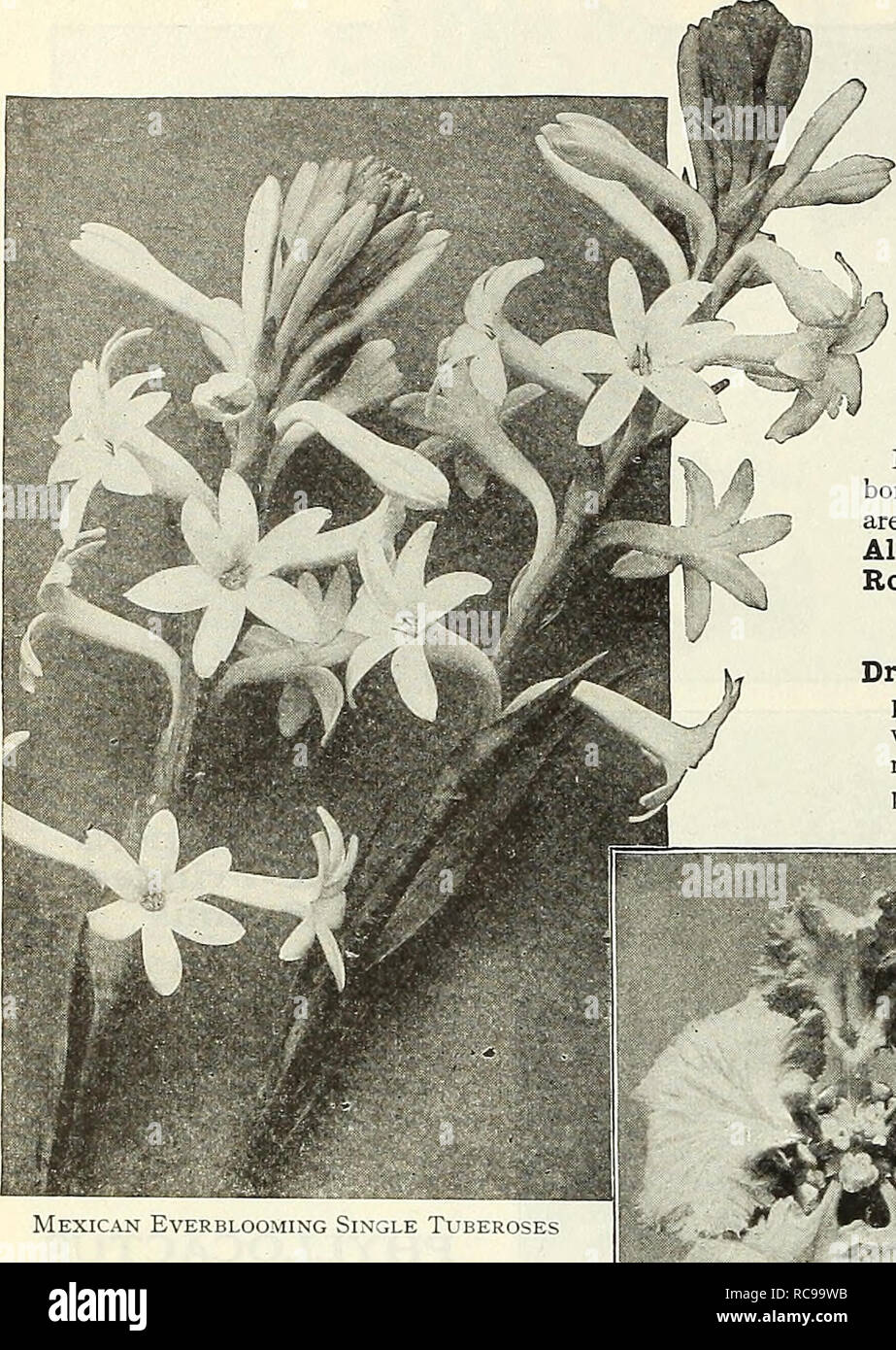 . Dreer's garden book 1923. Seeds Catalogs; Nursery stock Catalogs; Gardening Equipment and supplies Catalogs; Flowers Seeds Catalogs; Vegetables Seeds Catalogs; Fruit Seeds Catalogs. 166 /flEWyA-IllEPu^ ,QARDEN™» GREENHOUSE PIANTA &gt;HlLSBEliPHRlk. VIBURNUM Tinus. A pretty greenhouse shrub commonly known as Laurustinus, producing large trusses of white flowers early in the spring. 50 cts. each. ,^ VINCA Major Variegata {Variegated Periwinkle). One of the very best plants for vases, and for traihng over the edges of window boxes, etc. Leaves glossy-green, broadly margined creamy- white; blue Stock Photo