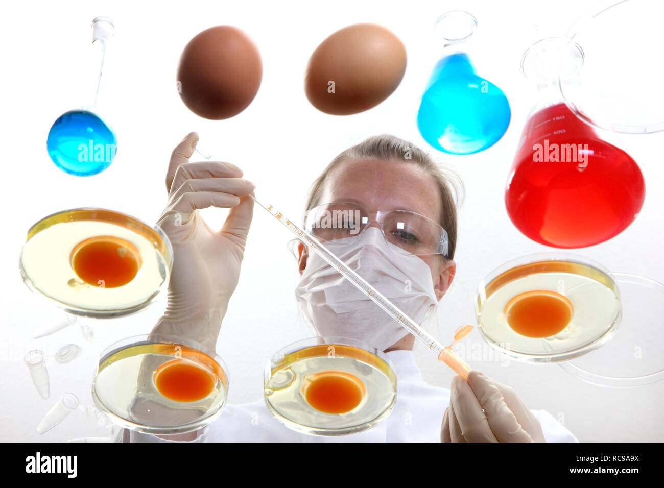Food testing, laboratory technician examining chicken eggs, preparing them for tests for exposure to bacteria, pathogens or Stock Photo