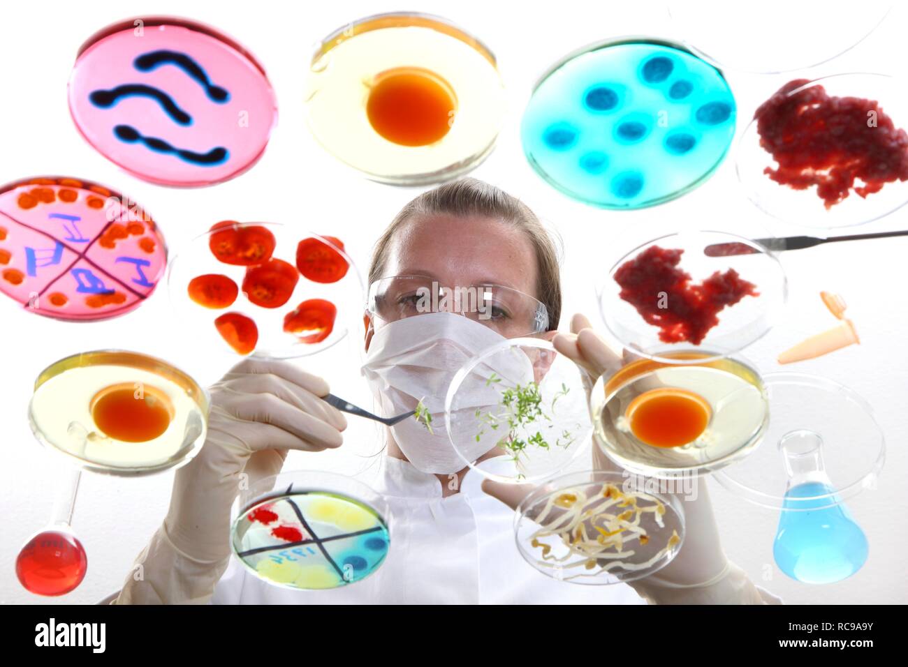 Food testing, laboratory technician examining various foods such as meat, sprouts, chicken eggs, preparing them for tests for Stock Photo