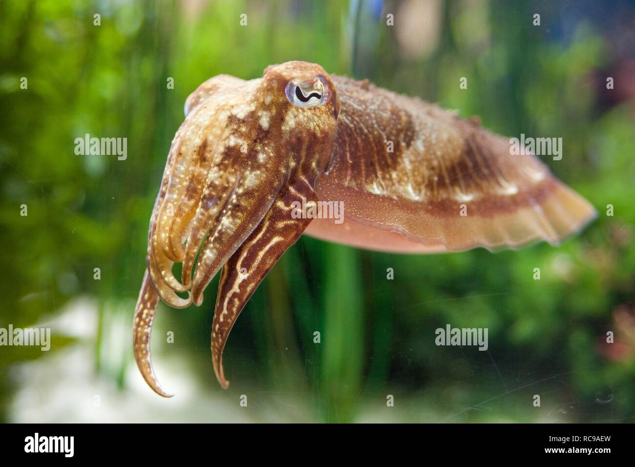 Sepia sp., Sepia sp. (Cephalopoda, Sepiida), Cuttlefish (en…