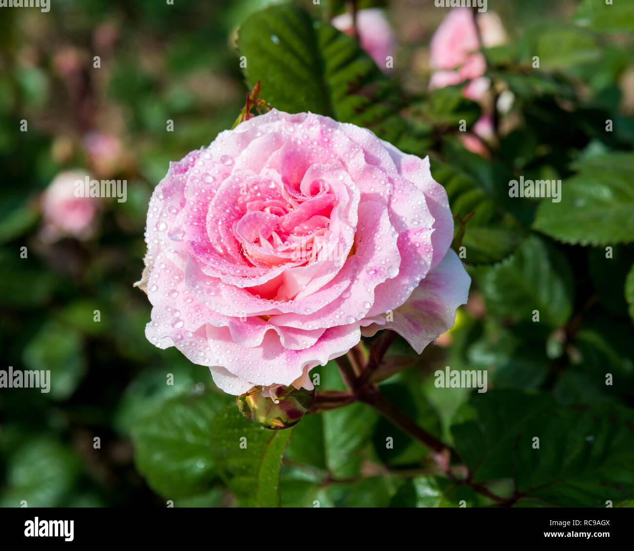 Pink rose closeup with water drops after summer rain Stock Photo - Alamy