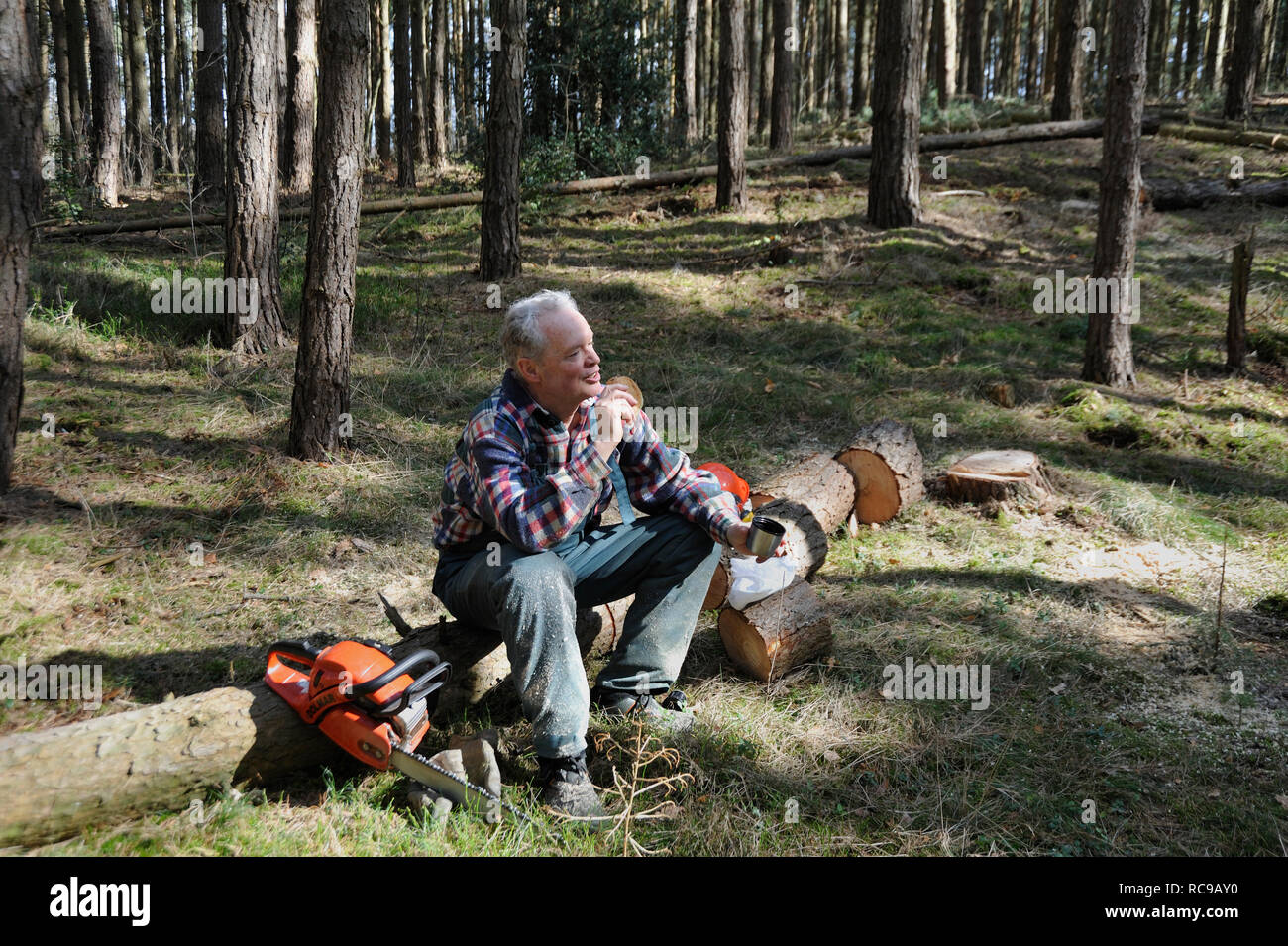 Forstarbeiter beim Bäume fällen Stock Photo