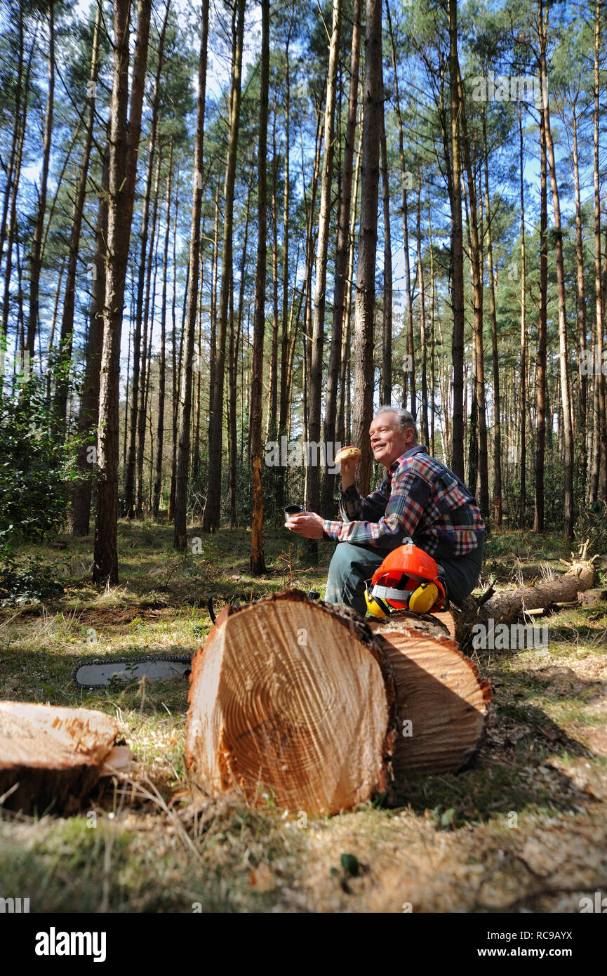 Forstarbeiter beim Bäume fällen Stock Photo