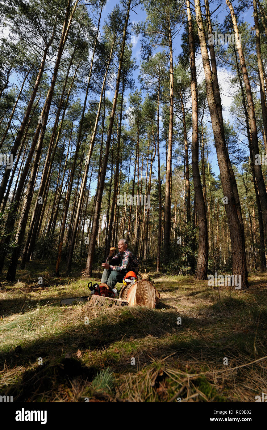 Forstarbeiter beim Bäume fällen Stock Photo