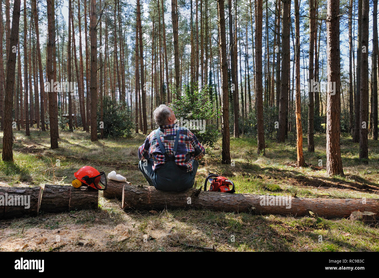 Forstarbeiter beim Bäume fällen Stock Photo