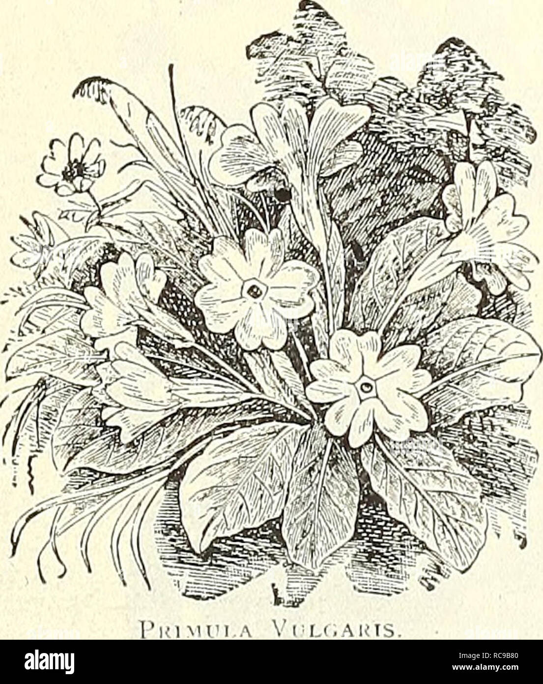 . Dreer's garden book : 1904. Seeds Catalogs; Nursery stock Catalogs; Gardening Equipment and supplies Catalogs; Flowers Seeds Catalogs; Vegetables Seeds Catalogs; Fruit Seeds Catalogs. Primula Cortup-oides Siebollii. PRIMUI^A il'iimrose). PODOPHYI^LUM. Peltatum [May Apple, or Aliuidrake). A well-known naUve plant which is worthy of a place in every shady border. 10 ct-^. each; $1.00 per doz. POLrEMONIUM (Jacob'.s Ladder). Useful border plants, about 12 inches high, with deep green finely-cut foliage ind spikes of showy flowers during June and July. Coeruieum. Showy tufted foliage and spikes o Stock Photo