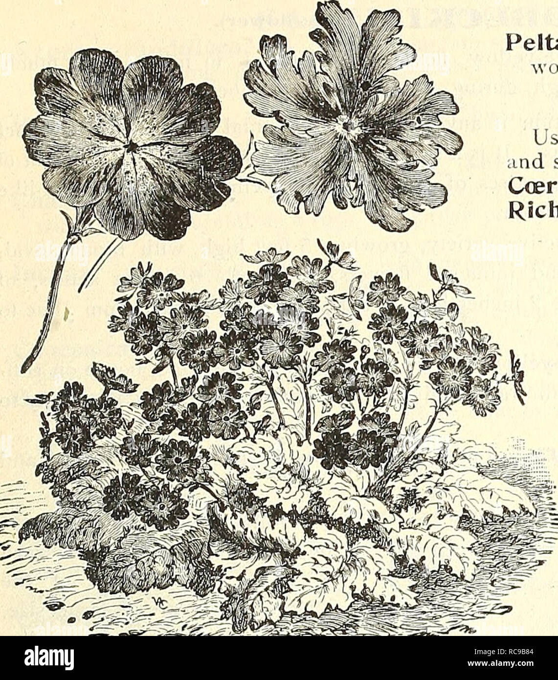 . Dreer's garden book : 1904. Seeds Catalogs; Nursery stock Catalogs; Gardening Equipment and supplies Catalogs; Flowers Seeds Catalogs; Vegetables Seeds Catalogs; Fruit Seeds Catalogs. HmRrADRKR4^HIIAD[LPI1IA-fi-^ HARDY PERfNniAL PbANB 179'. Primula Cortup-oides Siebollii. PRIMUI^A il'iimrose). PODOPHYI^LUM. Peltatum [May Apple, or Aliuidrake). A well-known naUve plant which is worthy of a place in every shady border. 10 ct-^. each; $1.00 per doz. POLrEMONIUM (Jacob'.s Ladder). Useful border plants, about 12 inches high, with deep green finely-cut foliage ind spikes of showy flowers during J Stock Photo
