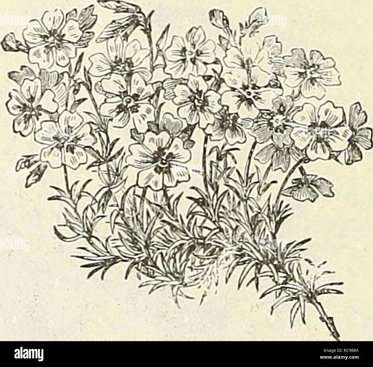 . Dreer's garden book : 1904. Seeds Catalogs; Nursery stock Catalogs; Gardening Equipment and supplies Catalogs; Flowers Seeds Catalogs; Vegetables Seeds Catalogs; Fruit Seeds Catalogs. Phlox Subulata. Hardy Phlox Pantheon. PHI.OX SUBFLATA. (Moss, or nrouiitain Pink.) An early s| ring-fluwermg ty| e, widi pretty moss-like evergreen foliage, which, during the flowering season, is hidden under the masses of bloom. An excellent plant for tfee rockery, the border, and invaluable for car- peting the ground or covering graves. (See cut.) We offer five varieties. Lilacina. Light lilac. NelSOni. Pure  Stock Photo