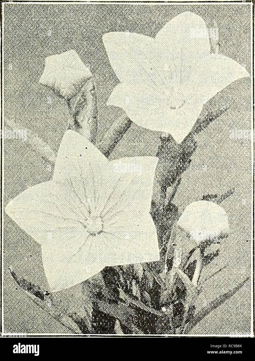 . Dreer's garden book : 1904. Seeds Catalogs; Nursery stock Catalogs; Gardening Equipment and supplies Catalogs; Flowers Seeds Catalogs; Vegetables Seeds Catalogs; Fruit Seeds Catalogs. PHYSOSTEGIA. (False Dragon Head.) One of the most beautiful of our mid- summer-flowering perennials, forming dense bushes 3 to 4 feet high, bearing spikes of delicate tubular flowers not un- like a gigantic heather. (See cut.) Virginica, Bright but soft pink. â Alba. Pure white; very fine. â â Denticulata. Very delicate pink. 15 cts. each; $1.50 per doz.. Please note that these images are extracted from scanned Stock Photo