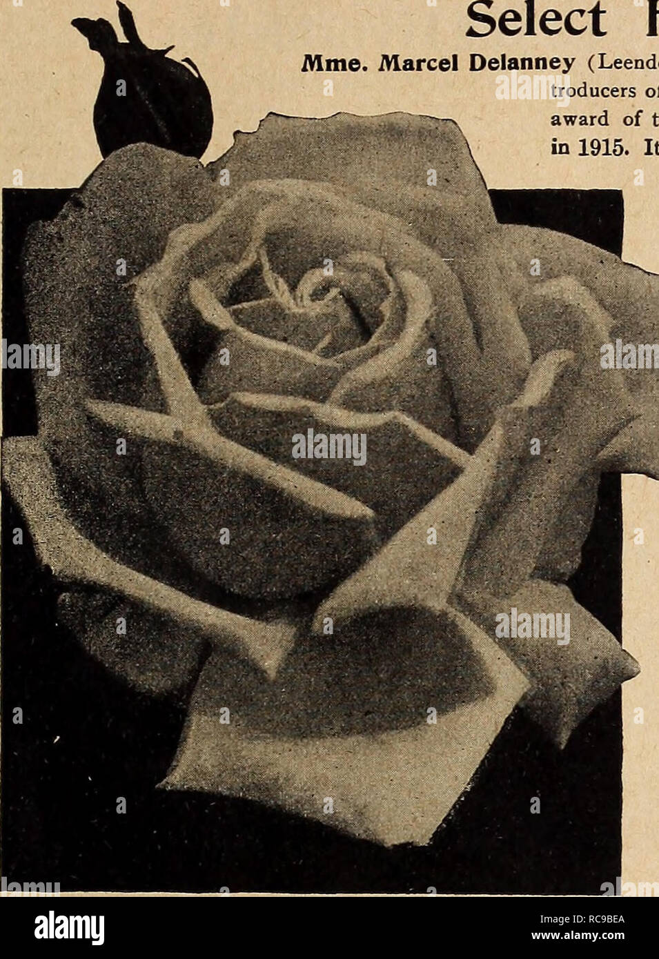 . Dreer's garden book 1920. Seeds Catalogs; Nursery stock Catalogs; Gardening Equipment and supplies Catalogs; Flowers Seeds Catalogs; Vegetables Seeds Catalogs; Fruit Seeds Catalogs. MfADRB PHILADELPHIA PA SELECT- R05§S; D1T1 123 it Select Hybrid=Tea Roses Mme. Marcel Delanney (Leenders, 1916). A surprisingly beautiful variety raised by the in- troducers of the popular Rose Jonkheer J. L. Mock, and honored with the award of the Gold Medal at the trials of the Bagatelle Gardens at Paris is distinct and peculiar in color, a pale soft pink or rose shaded with hydrangea pink; the flowers are very Stock Photo