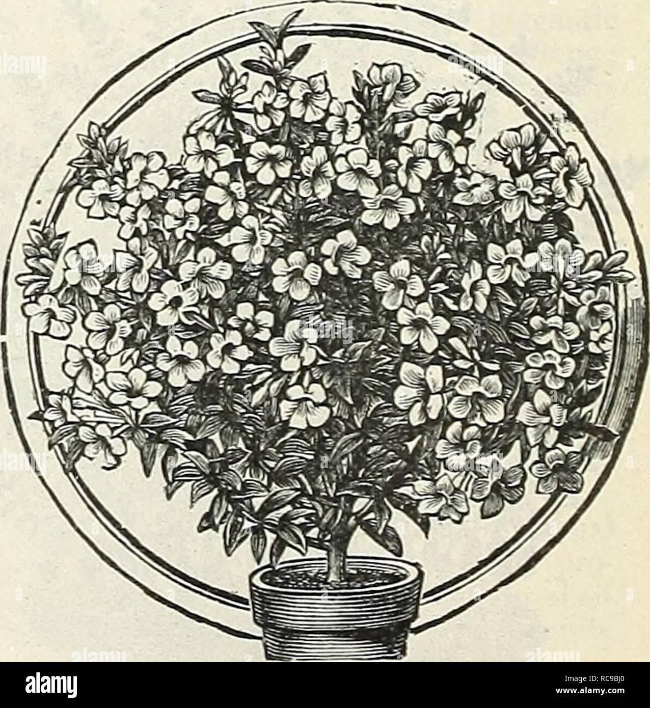 . Dreer's garden book : 1905. Seeds Catalogs; Nursery stock Catalogs; Gardening Equipment and supplies Catalogs; Flowers Seeds Catalogs; Vegetables Seeds Catalogs; Fruit Seeds Catalogs. Abelia Flohibunda, AEOCASIAS. Beautiful subjects for the warm con- servatory, with shovvy, ornamental foliage ; invaluable as exhibition plants. Macrohiza Variegata. A strong grower, with large, bright green leaves, . margins slightly waved, blotched and marbled with white. SI.00 each. Illustris. Excellent to grow in con- nection with fancy-leaved Caladiums, or for planting out of doors in a shad- ed position.  Stock Photo