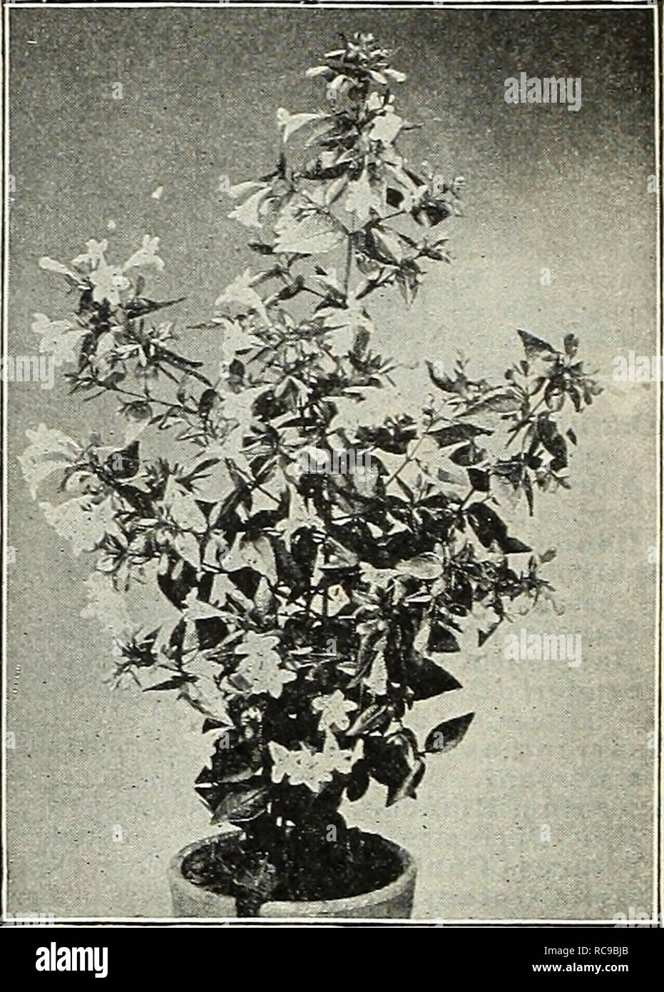 . Dreer's garden book : 1905. Seeds Catalogs; Nursery stock Catalogs; Gardening Equipment and supplies Catalogs; Flowers Seeds Catalogs; Vegetables Seeds Catalogs; Fruit Seeds Catalogs. ABELIA. Rupestris. A choice dwarf, small shrub of graceful habit, hardy as far north as Philadelphia, but requiring protection further north. It produces through the entire summer and fall months white tinted lilac heather-like flowers in such abundance as to completely cover the plant. 30 cts. each ; §3.00 per doz. ABUTII.ONS. Arthur Belsham. Orange-red with deeper veins. Boule de Neige. Fine, pure white. Dalo Stock Photo