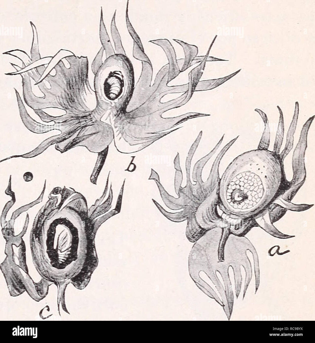 . El picudo o Gorgojo Mexicano de la Capsula del Algodon (Anthonomus grandis Boh.) (1897). Boll weevil. Fig. 3.âa, Larva acabada de nacer en papelote tierno; b, larva casi completamente desarrollada in situ; c, rtinfa en capsula eucontrada en el suelo. un papelote no se encuentra geueralinente sino una sola larva, en una capsula completamente desarrollada se hallan las mas veces hasta doce. En todos los easos, sin embargo, el engendro de una sola larva resulta en la destruction de la capsula hasta el grado de hacer que su libra se vuelva inutil. Donde no hay serias heladas en Diciembre todos l Stock Photo
