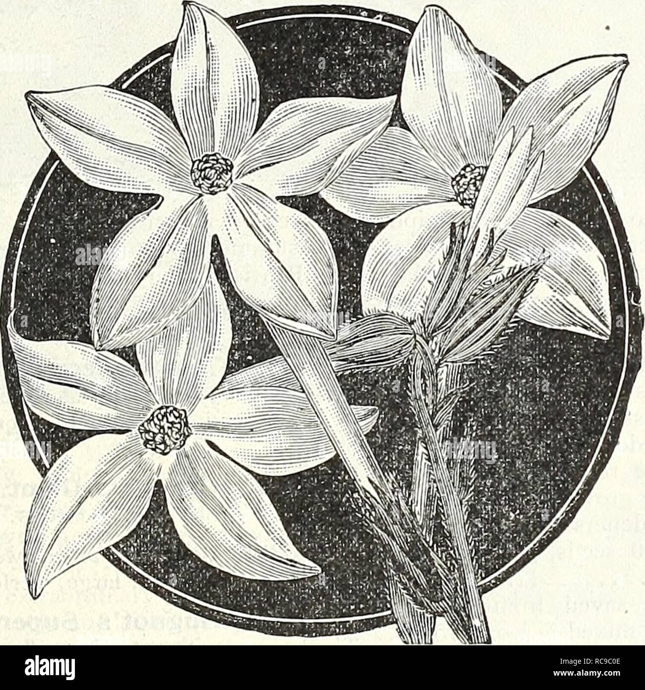 . Dreer's garden book : 1905. Seeds Catalogs; Nursery stock Catalogs; Gardening Equipment and supplies Catalogs; Flowers Seeds Catalogs; Vegetables Seeds Catalogs; Fruit Seeds Catalogs. 10 25 (Cup Flower.) A half-hardy perennial, slender- growing plant, perpetually in bloom, flowering the first year if sown early ; desirable for the greenhouse, baskets, vases, or bedding out; 1 ft. 3421 Frutescens. White, tinted with lilac 10. NiCOTIANA AfFINIS. NEMOPHILA. (Love-grove.) PER PKT. 3400 Of neat, compact habit; blooming freely all sum- mer, if planted in a rather cool, shady place, and in not too  Stock Photo