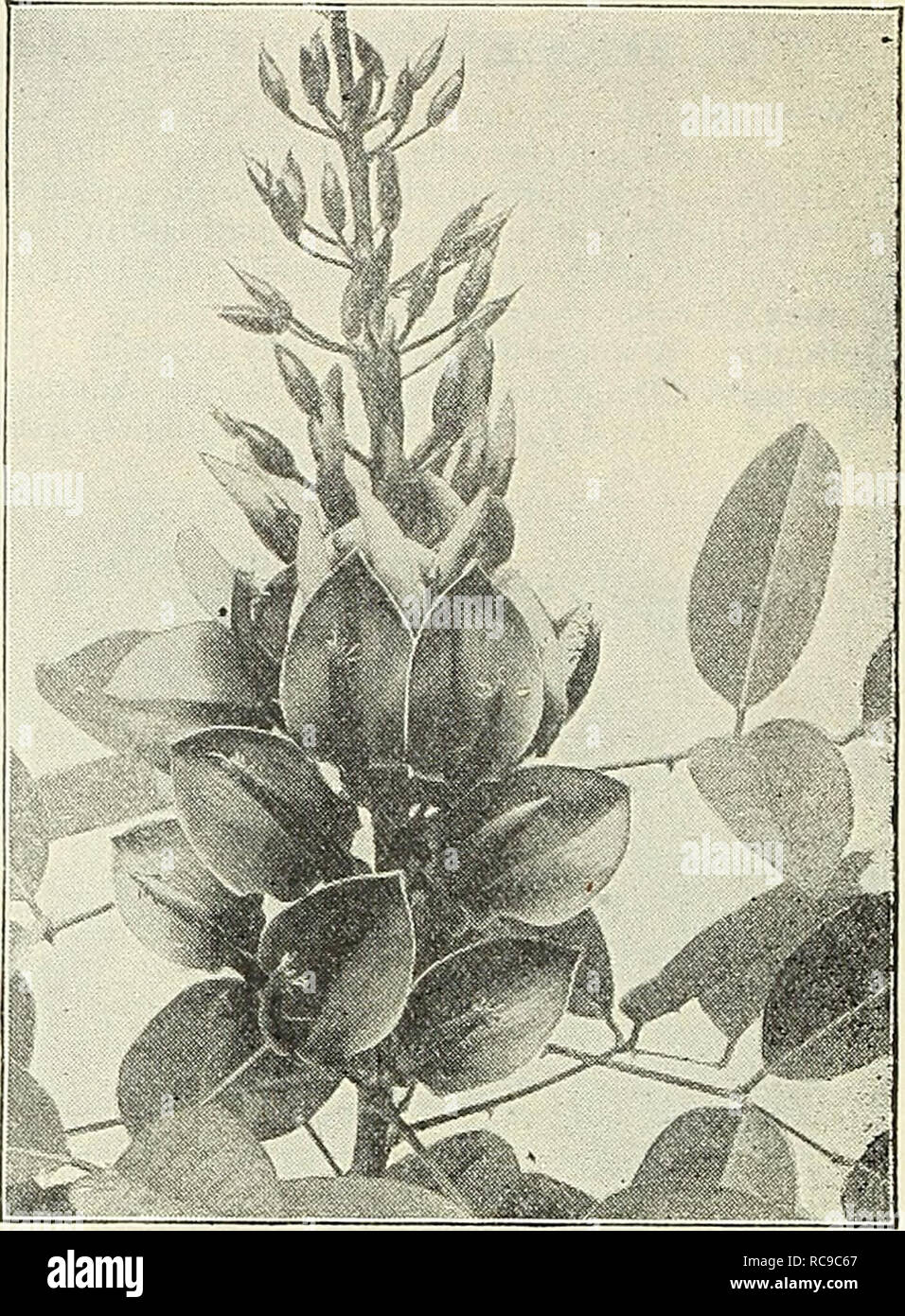 . Dreer's garden book : 1904. Seeds Catalogs; Nursery stock Catalogs; Gardening Equipment and supplies Catalogs; Flowers Seeds Catalogs; Vegetables Seeds Catalogs; Fruit Seeds Catalogs. . lAH lÂ« 11 I;|'I.-^ ^'lIiK^l 'NI. New Dwarf Coral Plant. Neiiv Boston Sword Fern, or Ostricli Plume Fern. (Nephrolepis Piersoni.) This new Fern was introduced last spring as the most important addition to this line of plants in many years. The plant possesses the same vigorous growth that is characteristic of the Boston Fern, wiih long, graceful fronds, but with each ]3innjB or leaflet subdi- vided so as to  Stock Photo