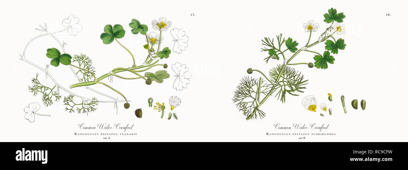 Botanical Illustrations High Resolution Stock Photography and Images
