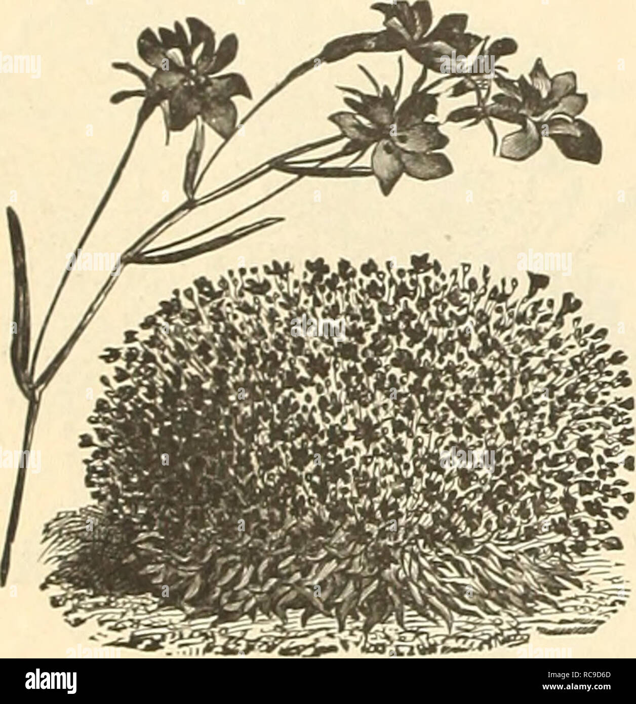 . Dreer's December 1897 &quot;special&quot; price list of new crop flower seeds and decorative plants. Flowers Seeds Catalogs; Nurseries (Horticulture) Catalogs. 8 Dreer'S December Special Price List.. Lobelia, Ckvsial I'alaci; compacia. Lathyrus )iitih]iis, red {£ver/aseing-Fea) . latifolius, white &quot; mixed splendens Lavandula spica (Zaj/^«(/&lt;fr) Layla elegans Linaria cymbalaria {Keiiiliuorlh Ivy) cynibalaria alba Linum flavum grandifloram rubrura Lobelia, Crystal Palace compacta, true .... Emperor William, (/a;v('W«^ gracilis, light blue, trailing Golden Queen, yellow foliage Prima D Stock Photo