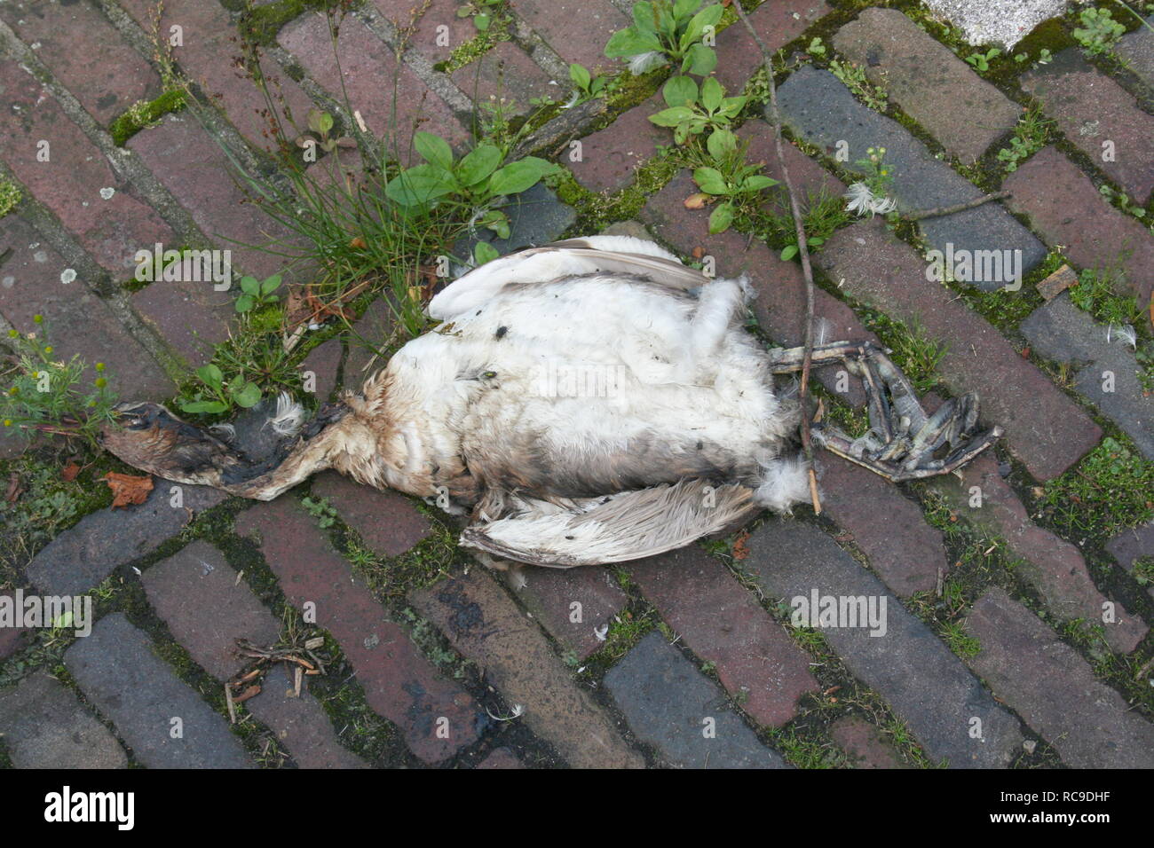 Close-up of the remains of a dead seagull Stock Photo