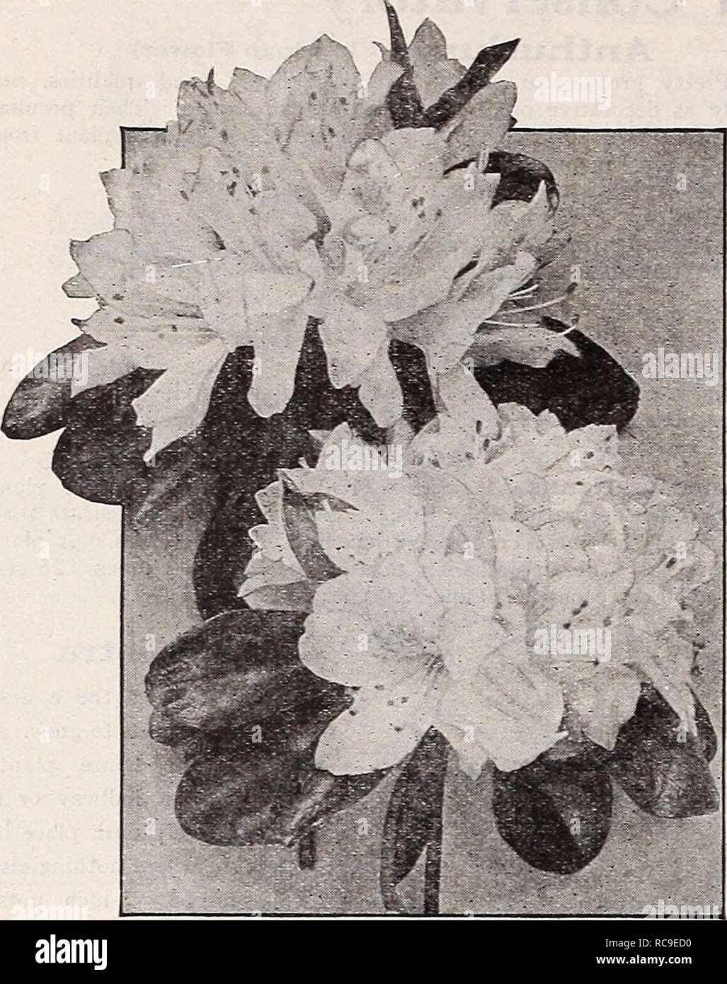 . Dreer's autumn catalogue. Flowers Seeds Catalogs; Bulbs (Plants) Seeds Catalogs; Nurseries (Horticulture) Catalogs; Gardening Equipment and supplies Catalogs. ^^ Select Flowering and Decorative Plants for House and Conservatory. Azalea Kurume Japanese Kurume Azaleas These are most valuable additions to our limited list of winter flowering plants. We offer six choice varieties. Cattleya. A delicately lilac-tinted white, shading to a mauve pink at edges. Semi-double. Cliristinas Cheer. This name was suggested by its brilliant coloring, a real Christmas red, semi-double. Coral Bells. Not a very Stock Photo