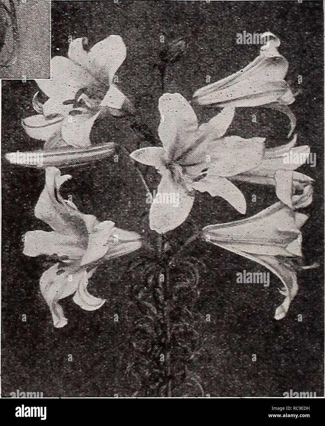 . Dreer's autumn catalogue. Flowers Seeds Catalogs; Bulbs (Plants) Seeds Catalogs; Nurseries (Horticulture) Catalogs; Gardening Equipment and supplies Catalogs. Lilium PniLippiNEXbL I uR.MubvM.M Philippinense Formosanum One of the most wonderful Lilies in existence. Flowers of purest white tinted rose outside, about the same size and form as the Easter Lily with same delightful fragrance. They are excellent both for pot culture and the garden, and invaluable for cutting. Under moderate climate will flower continuously year after year; perfectly hardy under severest climatic conditions if prote Stock Photo