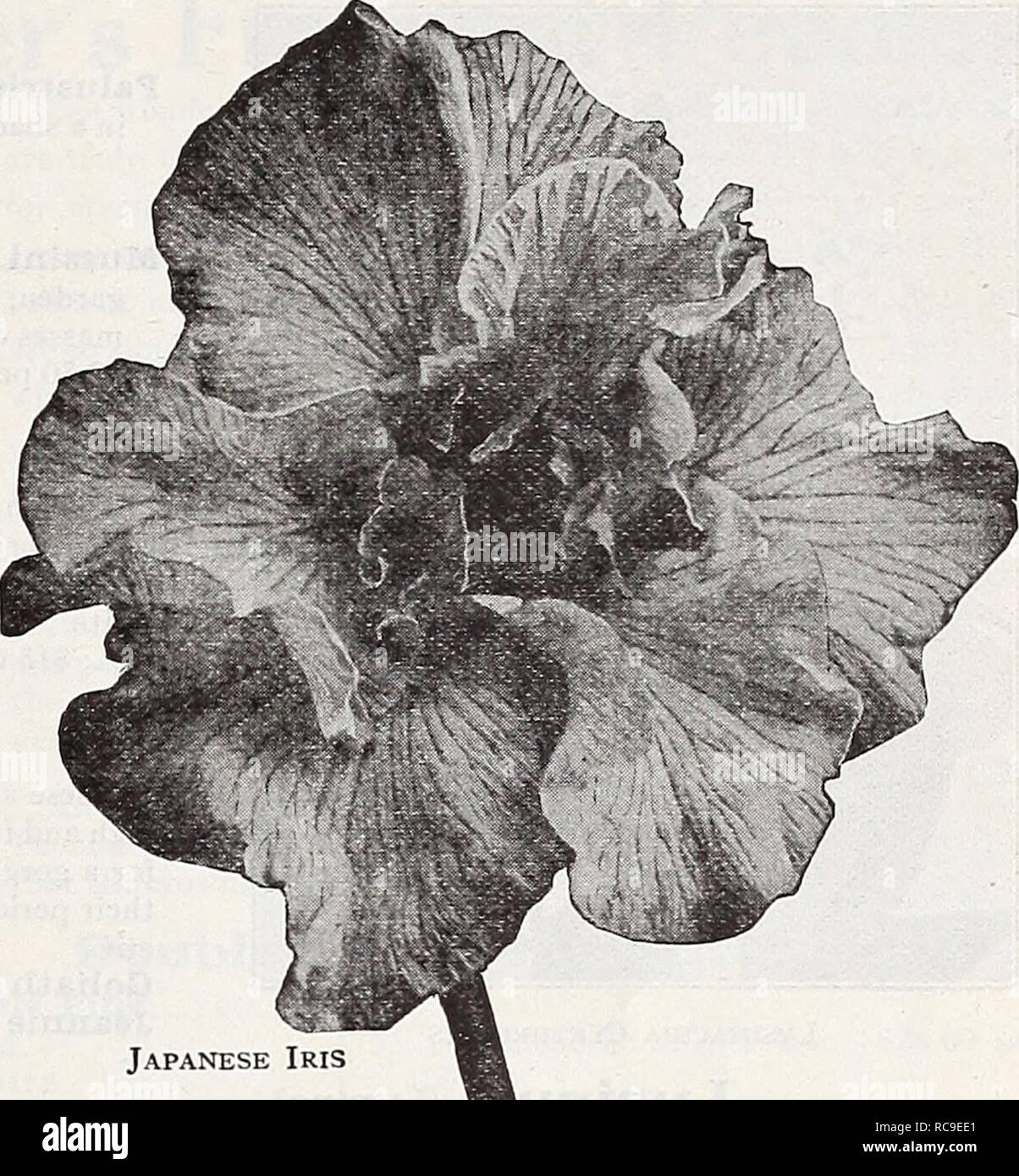 . Dreer's autumn catalogue 1932. Bulbs (Plants) Catalogs; Flowers Seeds Catalogs; Gardening Equipment and supplies Catalogs; Nurseries (Horticulture) Catalogs; Vegetables Seeds Catalogs. Japanese Iris Iris Sibirica Orientalis. Rich, violet-blue; very free and one of the best. June, 3| feet. — Perry's Blue. A comparatively new variety with very large, clear blue flowers on stout stiff stems, a vigorous free grower and very free-flowering, one of the best for cutting. — Snow Queen. A variety of great merit; forms an attractive plant; flowers snow white. 25 cts. each; $2.50 per doz.; $15.00 per 1 Stock Photo