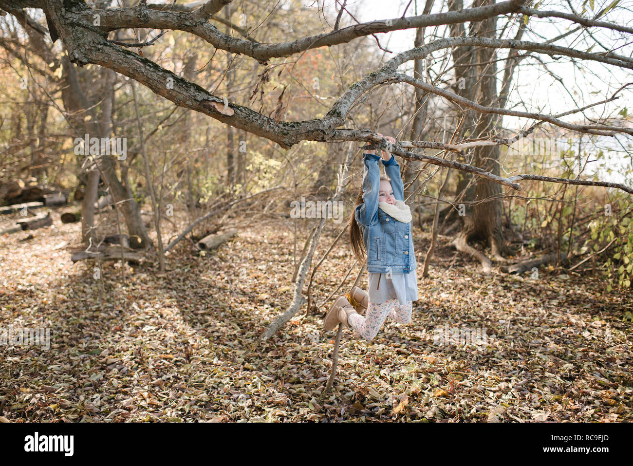 Little girl swinging on tree branch in forest Stock Photo - Alamy