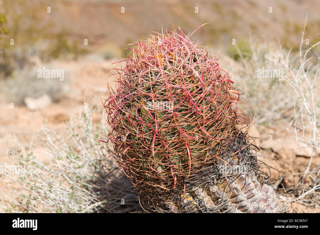close up of barrel cactus growing in desert Stock Photo