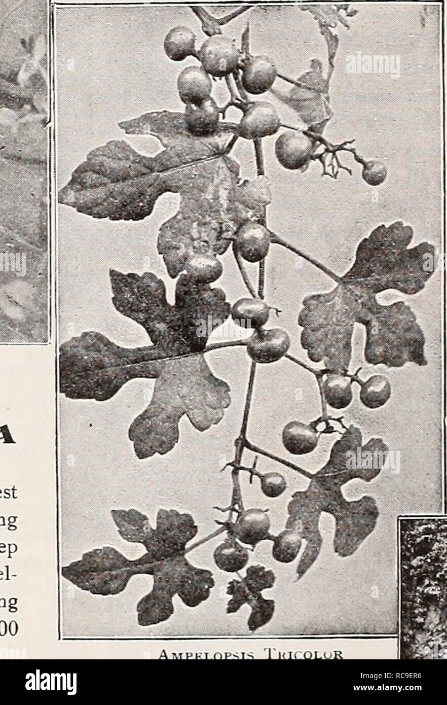 . Dreer's garden book 1921. Seeds Catalogs; Nursery stock Catalogs; Gardening Equipment and supplies Catalogs; Flowers Seeds Catalogs; Vegetables Seeds Catalogs; Fruit Seeds Catalogs. Akebia Quinata AMPELOPSIS QUINQUEFOLIA (Virginia Creeper, or American Ivy) This well known climber is one of the best and quickest growing varieties for covering trees, trellises, arbors, etc.; its large, deep green foliage assumes brilliant shades of yel- low, crimson and scarlet in the fall. Strong plants, 40 cts. each; $4.00 per doz.; $30.00 per 100. AKEBIA OUIIVATA (AkeWaVine) One of the most graceful of our  Stock Photo