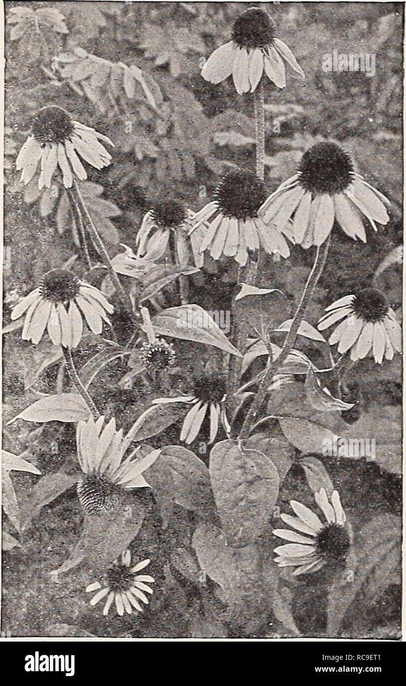 . Dreer's garden book 1921. Seeds Catalogs; Nursery stock Catalogs; Gardening Equipment and supplies Catalogs; Flowers Seeds Catalogs; Vegetables Seeds Catalogs; Fruit Seeds Catalogs. 182 nn IHEHRTADRaR -PhllADELPHIAfi-WHARD^ miwmi PbAhin. RUDBECKIA (Cone-Hower) Indispensable plants for the hardy border; grow and thrive anywhere, giving a wealth of bloom, which are well suited for cutting. &quot;Qolden Glow.&quot; A well-known popular plant, a strong robust grower, attaining a height of 5 to 6 feet, and produces masses of double golden- yellow Cactus Dahlia-like flowers from July to September Stock Photo