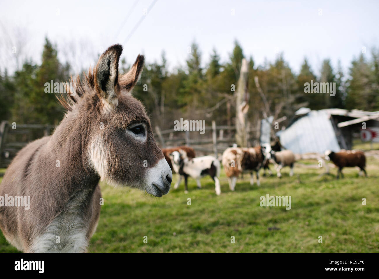 Donkey in farm, cows in background Stock Photo