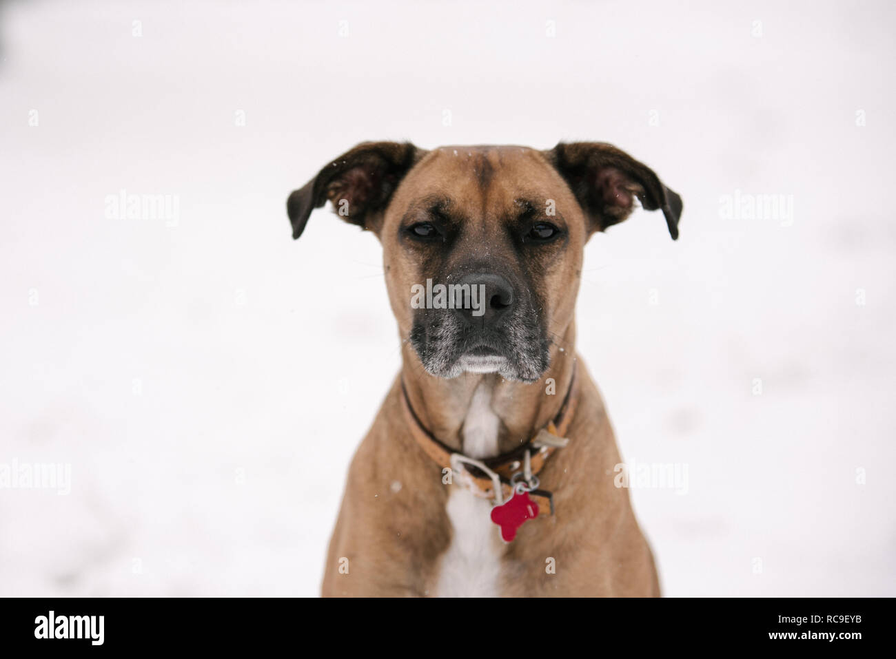 Portrait of pet dog in snow Stock Photo