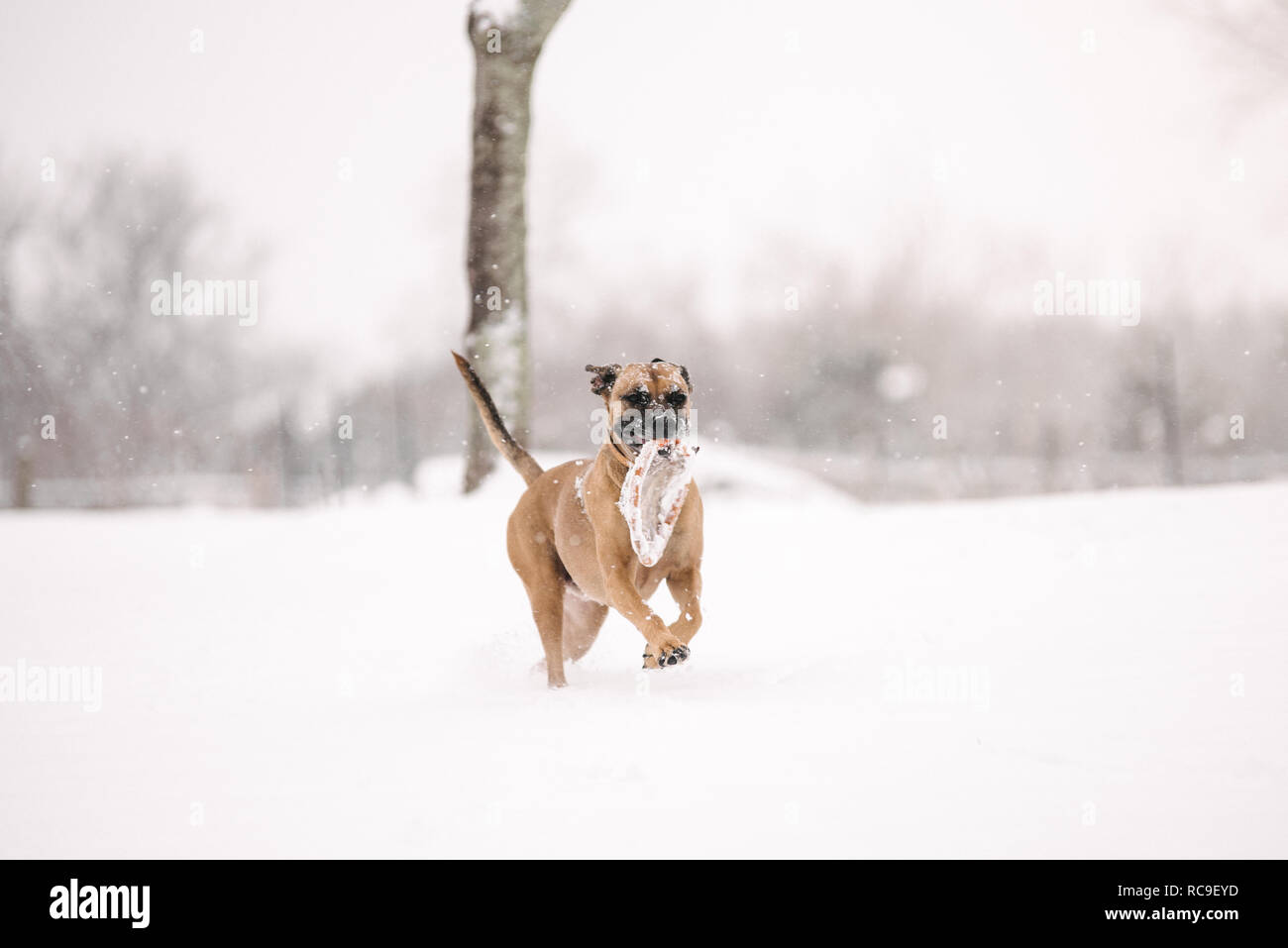 Pet dog running away with toy Stock Photo